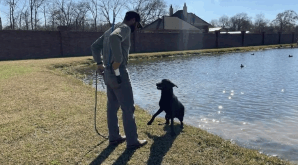 Man with Labrador Retreiver in training