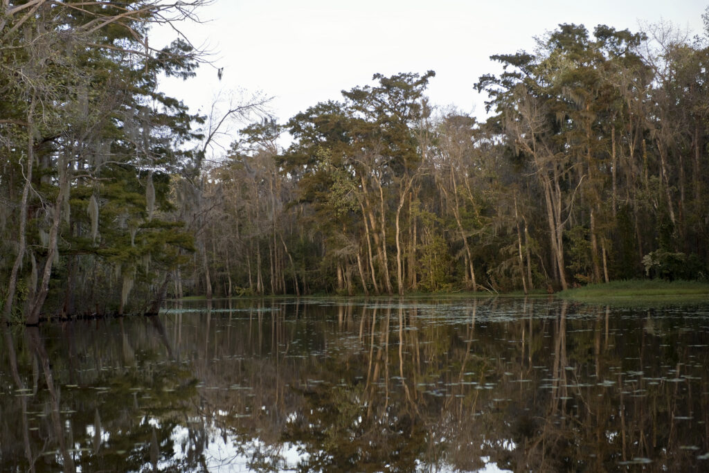 Swamp/marsh in Louisiana