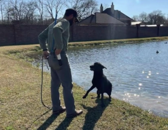 Man with Labrador Retreiver in training