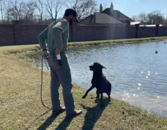 Man-with-Labrador-Retreiver-in-training